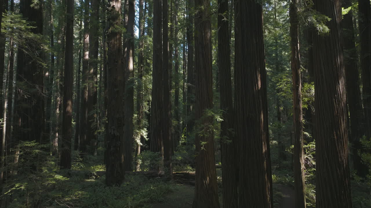 Volo lento a bassa quota attraverso il centro della foresta di sequoie e cedri in California, luogo di Endor nel film Il ritorno dello Jedi