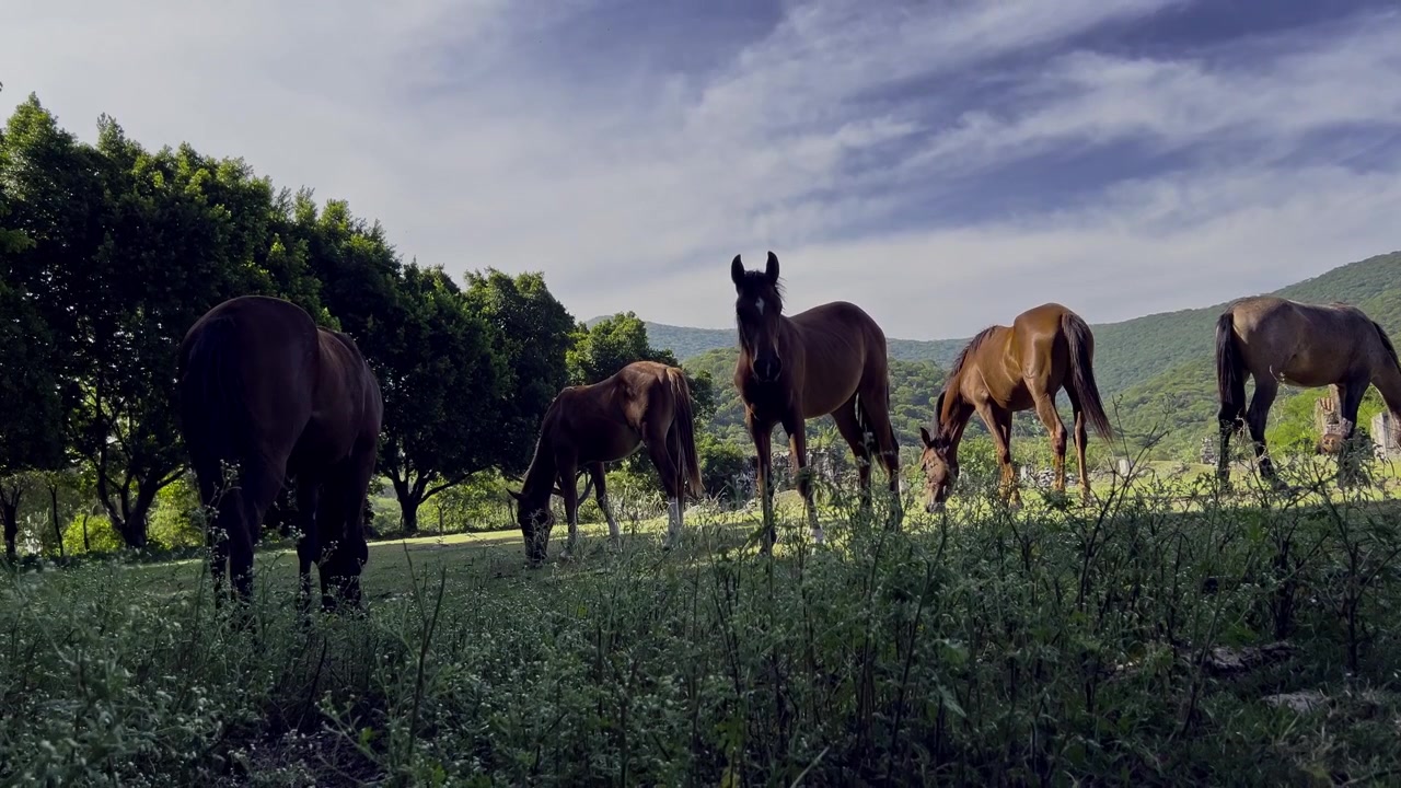 Cavalli al pascolo in un campo erboso sotto gli alberi, con colline boscose e cielo nuvoloso sullo sfondo presso l'Hacienda San Jacinto Ixtoluca, Morelos, Messico