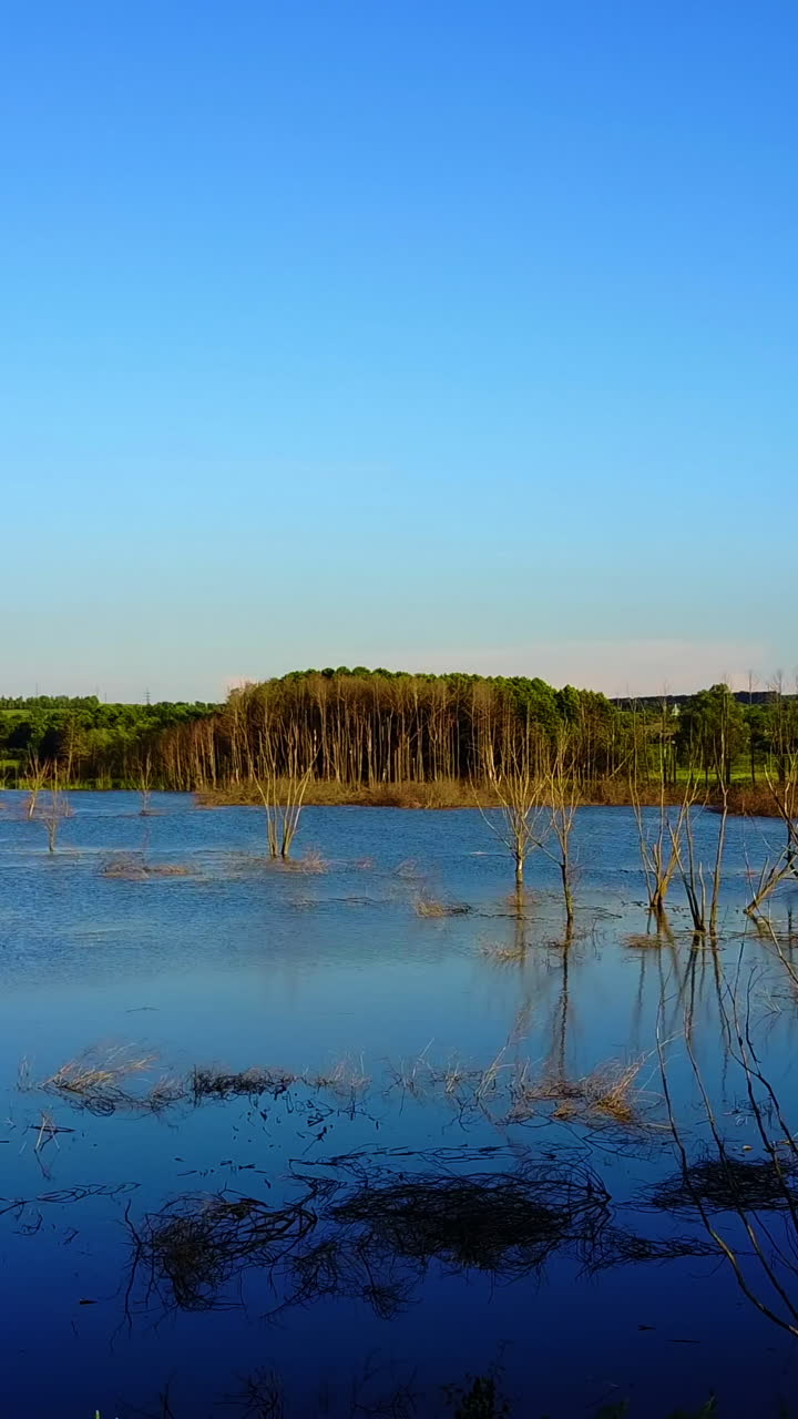 Dry Branches In The Lake. Global warming concept dead tree in the water Vertical video