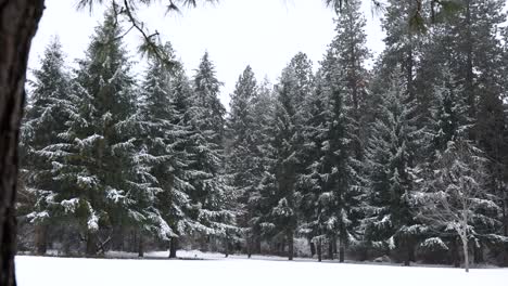 Weißer-Schneebedeckter-Winterkiefernwald-Mit-Frischem-Schneefall