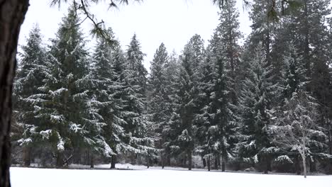 white snowy winter pine tree forest with fresh snowfall