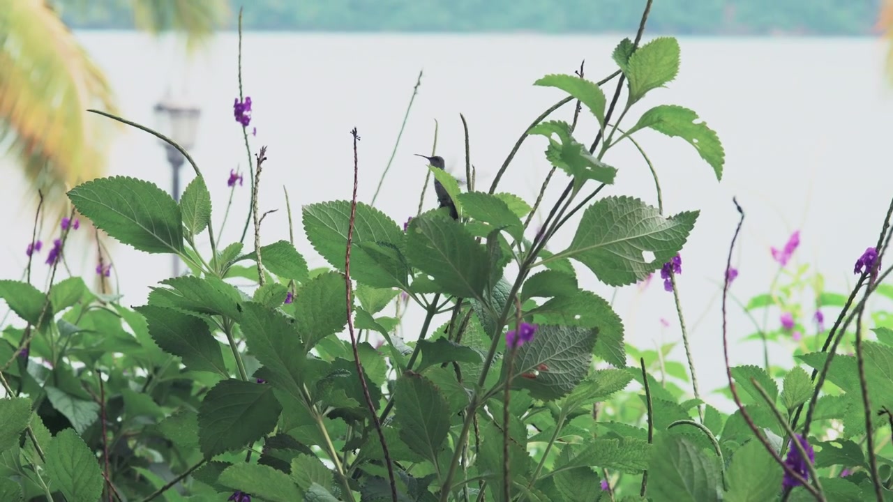 Un pequeño colibrí se mueve entre hojas verdes y espigas de flores moradas