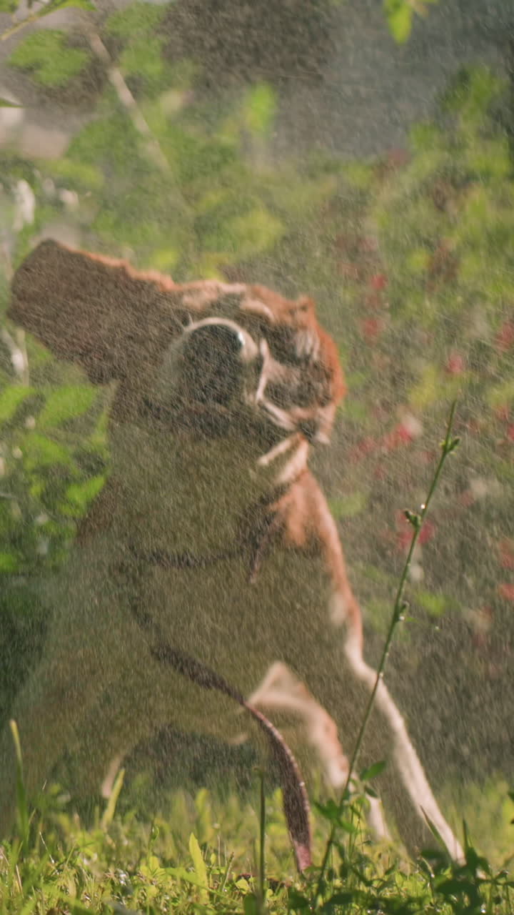 perro agitando su cuerpo para sacudir el agua mientras está de pie cerca de la vegetación exuberante en el jardín, las salpicaduras de agua crean un efecto refrescante, destacando el momento lúdico y refrescante