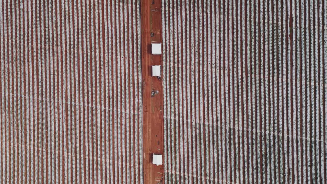 Plastic mulch vegetable rows with vehicles aligned along central dirt road in Formosa, Goiás, Central-West Brazil, showing organized harvest logistics in intensive horticulture, top down panning drone