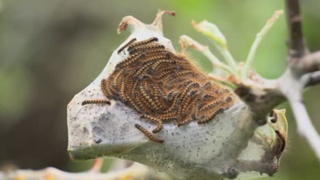 several tent caterpillars on a nest in a tree branch, close up, macro