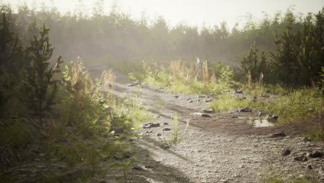 dirt-country-road-in-the-field-in-autumn-on-a-sunny-day