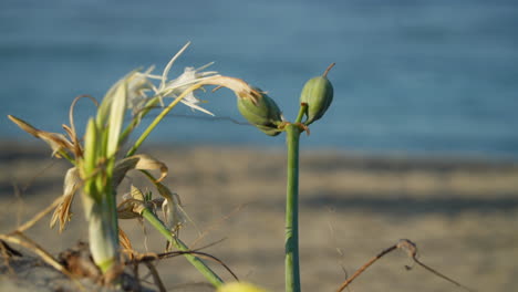 narciso de mar seco y cerrado ondulando en el viento, pancratium maritimum con una pequeña playa de arena dorada y un movimiento de agua borroso en la distancia