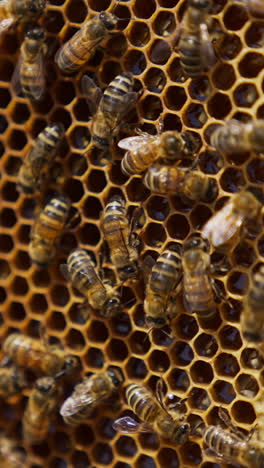 worker bees roaming around the honey frame. bees producing organic honey at the bee farm. honey frame close up. vertical video