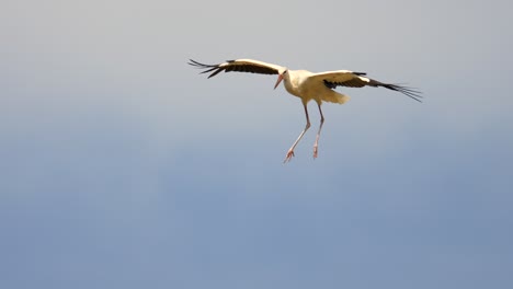 flying white storks at blue sky during sunset time