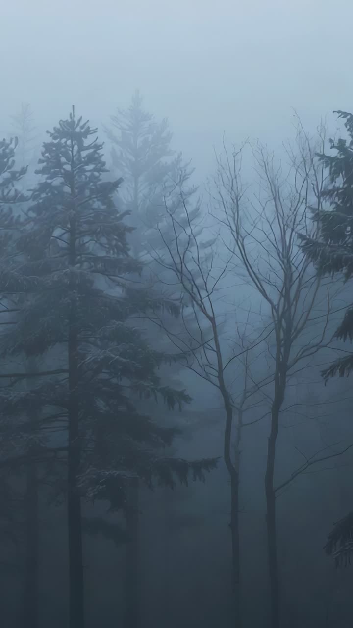Vertical video: Panning camera right, revealing evergreen with frost on tips and bare trunks in fog