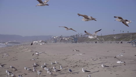 Gaviota-Volando-Antes-Del-Atardecer-En-La-Playa-De-Santa-Mónica,-La,-Ca