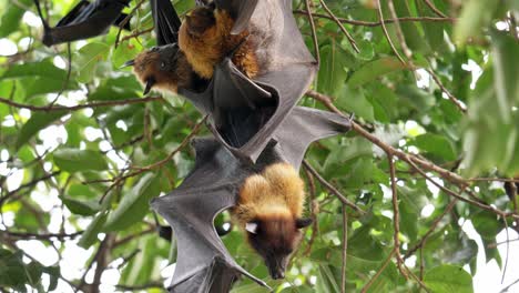 lyle’s flying foxes, pteropus lyleior, roosting during the day while they fan their bodies with their wings constantly to cool themselves as they rest