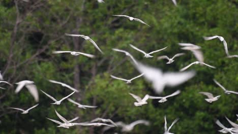 Los-Charranes-Son-Aves-Marinas-Que-Se-Pueden-Encontrar-En-Todo-El-Mundo-En-El-Mar,-Ríos-Y-Otros-Cuerpos-De-Agua-Más-Amplios