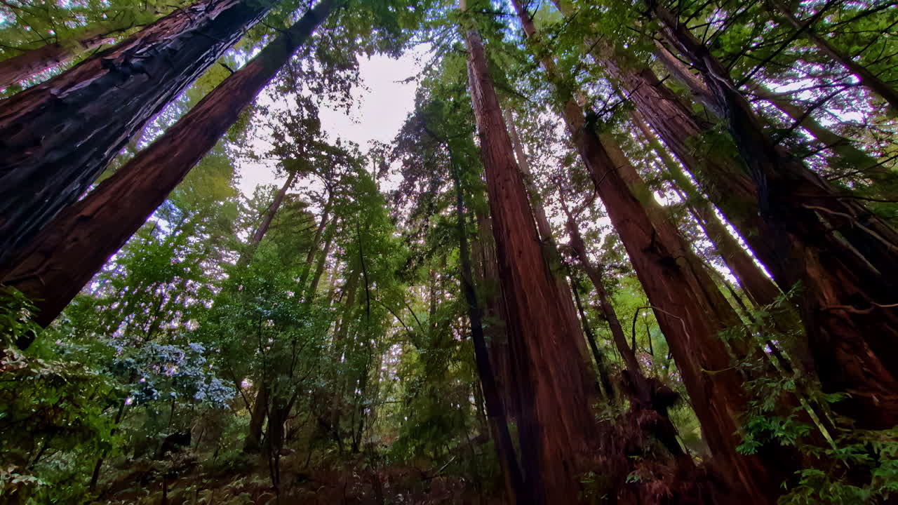 vista inclinada del bosque de crecimiento antiguo en las sequoias costeras de los bosques de muir monumento nacional
