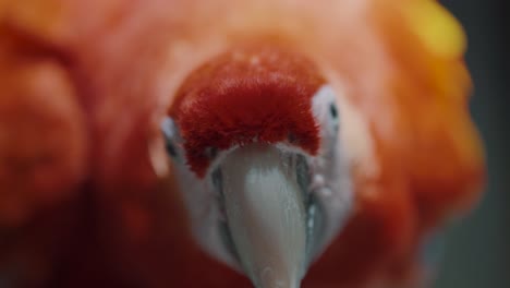 close up of scarlet macaw parrot looking at the camera