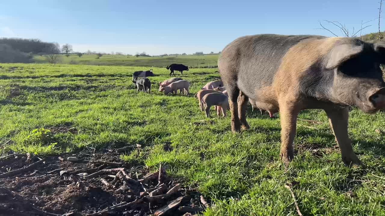 A sow interacting with her baby pig surrounded by other piglets on a green field at golden hour.