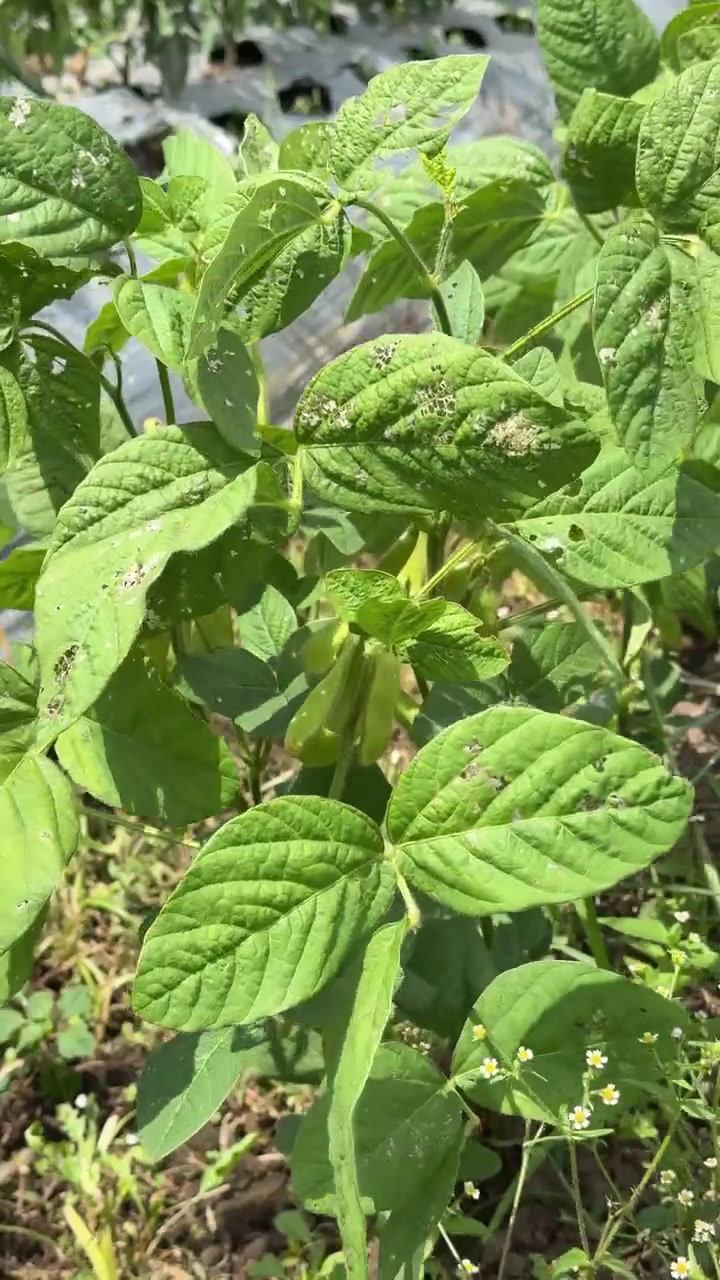 Pianta di soia che cresce in un campo agricolo