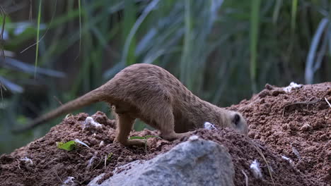 single meerkat digging soil to build home