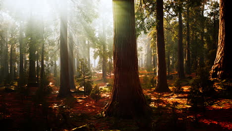 giant sequoias in the giant forest grove in the sequoia national park