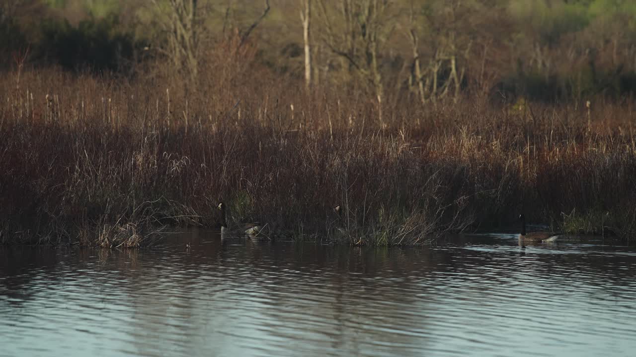Full family of geese floating through marshland wetland 8 newborn babies 4k 60p