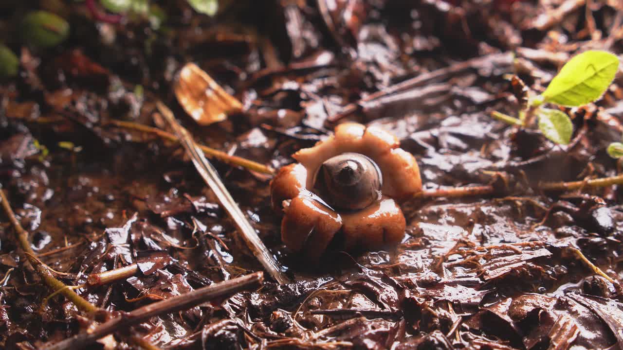 A Rounded Earthstar mushroom bursts with spore plumes as water droplets hit in Peru’s lush rainforest.