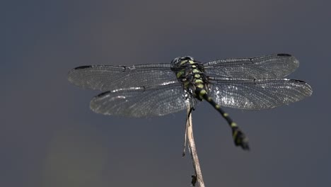 the common flangetail dragonfly is commonly seen in thailand and asia