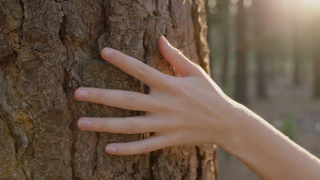 woman hand touching tree nature girl caressing bark feeling natural texture in forest woods environment conservation concept