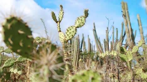 Nopal--Oder-Feigenkaktus-In-Tropischer-Wüstenlandschaft,-Weicher-Fokus-Im-Vordergrund