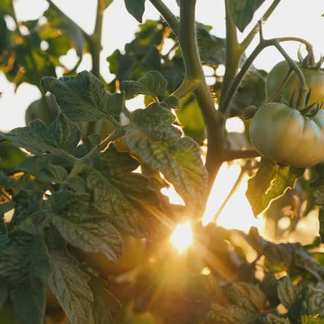 Green-tomatoes-ripen-on-a-bush-in-the-sun