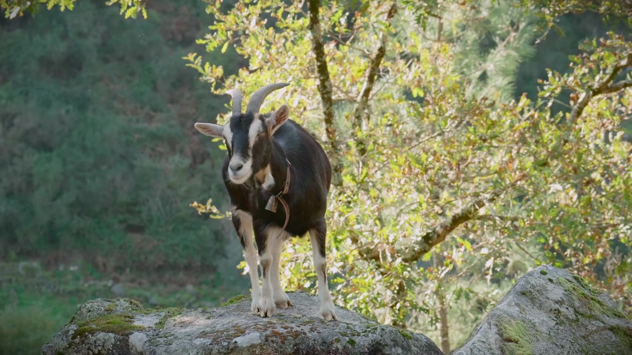 Capra che si gratta le orecchie con la zampa a Mizarela, Portogallo
