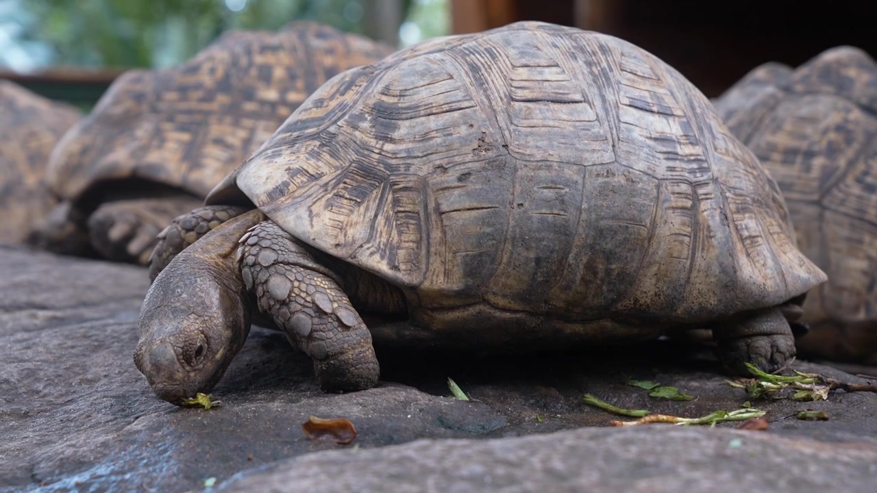 Tortoise in a nature park in Morogoro showcasing wildlife conservation, biodiversity, and the beauty of the natural environment.