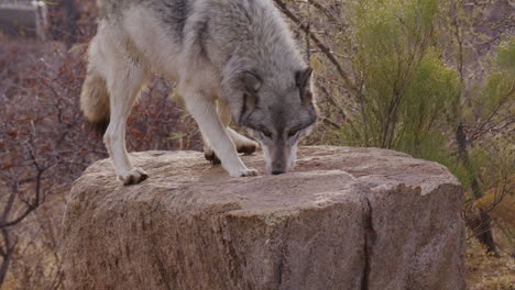 Lobo-En-Cámara-Lenta-Saltando-Sobre-Una-Roca