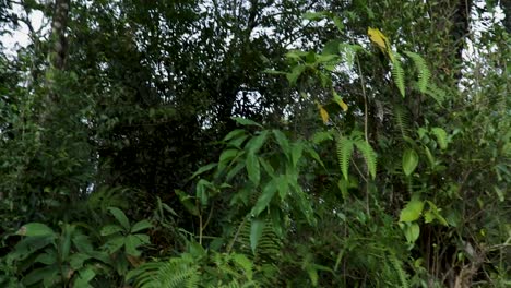 Bosque-Verde-Con-Cielo-Plano-Desde-Un-ángulo-Bajo-Por-La-Mañana