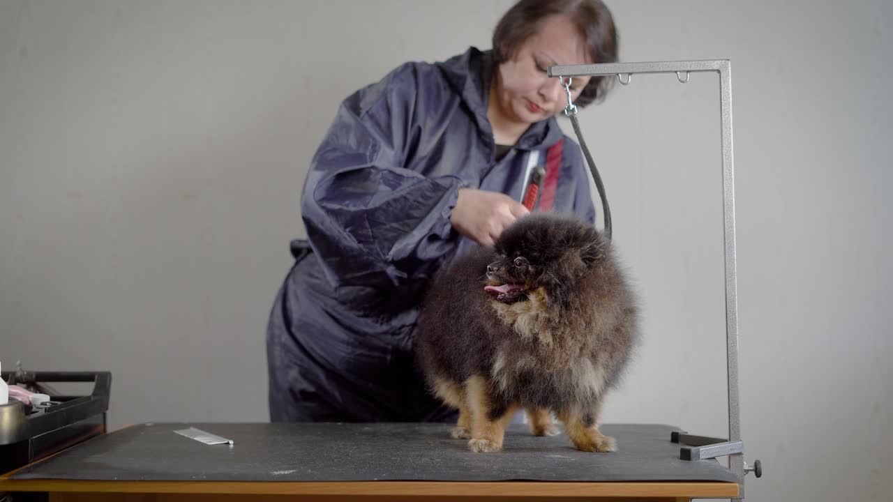 작은 개를 는 여성 미용사. 회색 재을 입은 여성은 전문 장비로 어두운 털이 많은 애완동물을 위해 헤어 스타일을 만니다.