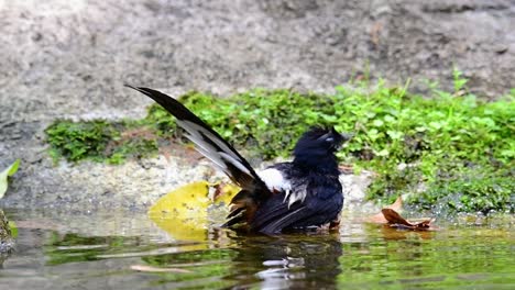 White-rumped-Shama-bathing-in-the-forest-during-a-hot-day,-Copsychus-malabaricus,-in-Slow-Motion