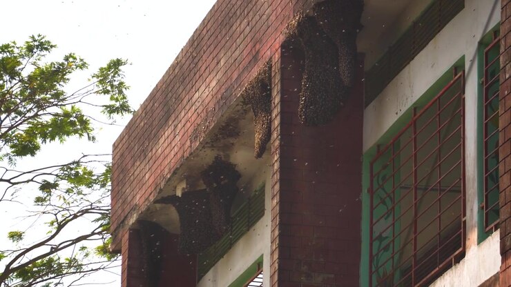 Diversi enormi alveari di api selvatiche appesi sotto l'esterno di un edificio in mattoni in Bangladesh.