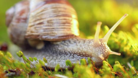 Helix-Pomatia-También-Caracol-Romano,-Caracol-De-Borgoña