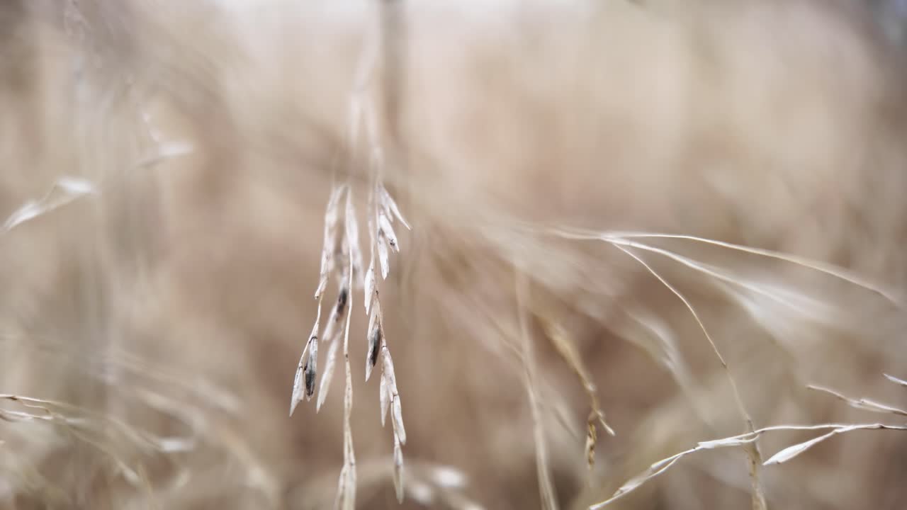 Dreamy wheat field with soft light, gentle stalks, and a blurred background evokes calm nature at dawn. push forward