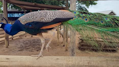 Pavo-Real-Completamente-Adulto-Caminando-En-La-Viga-De-Madera-En-Una-Granja-Rural-Con-Otro-Ganado-En-El-Fondo