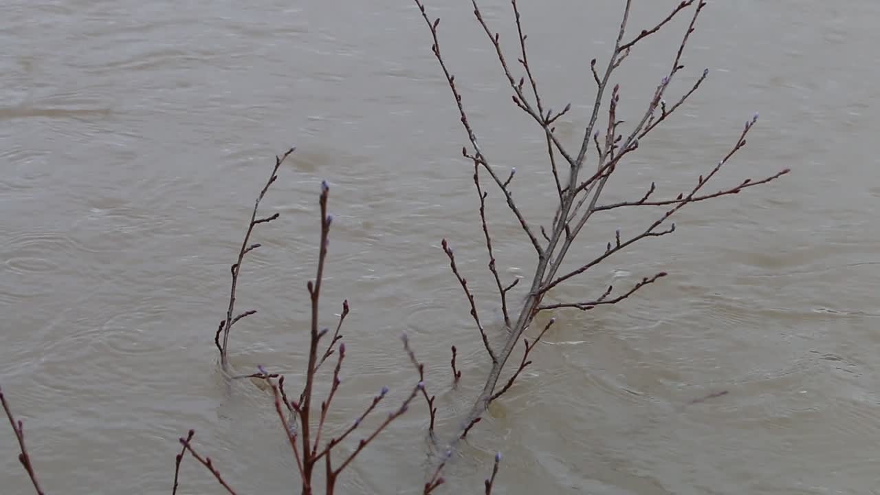 홍수 기간 에 세버른 강 에 매달린 작은 어 있는 가지 들