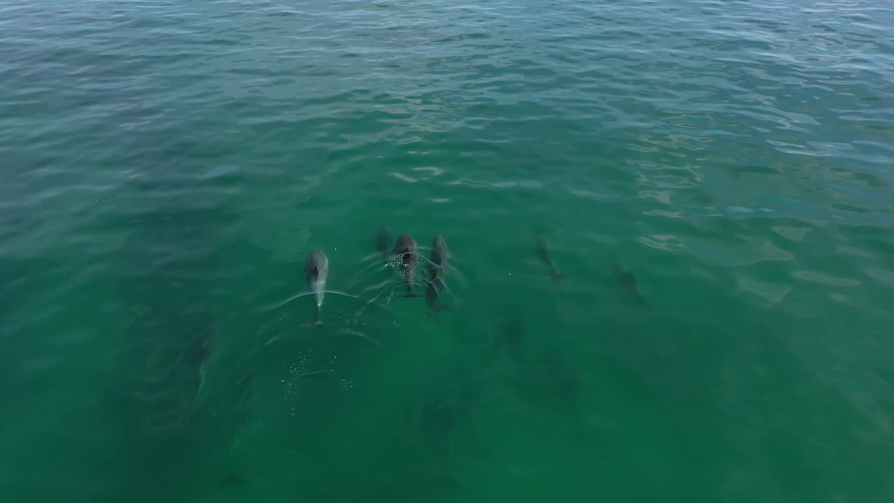 manada de delfines frente a la costa de california