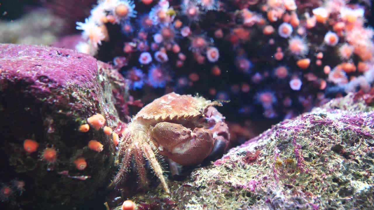 Close up shot of wild Crab resting underwater between coral reefs and water plants