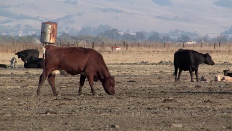 Rebaño-De-Vacas-O-Ganado-En-Pradera-En-California,-Usa-1