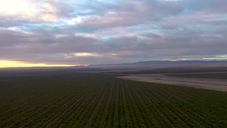 Huertas-En-El-Valle-Central-De-California-Al-Amanecer,-Vuelo-De-Drones-4k