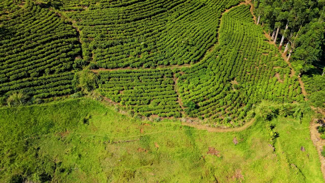 This visual journey captures the endless rolling hills blanketed with meticulously cared-for tea bushes, where a cool climate meets nature’s artistry.