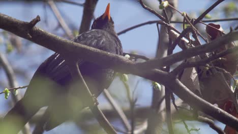 slow motion close low shot of a young blackbird, sitting on a branch which is moving in the wind