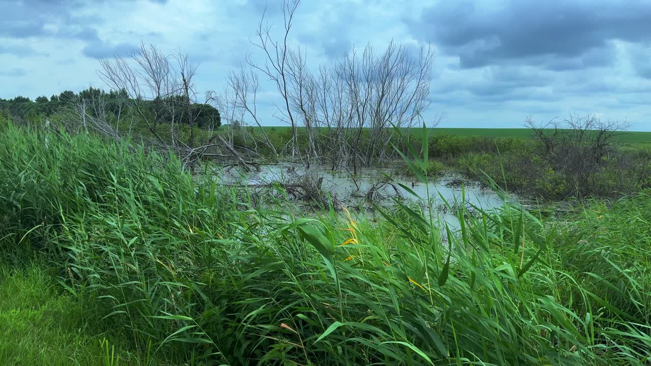 A Serene Marsh Landscape Depicting Lush Greenery and Bare Trees Under a Cloudy Sky, Showcasing the Beauty of Nature's Contrast in a Tranquil Wetland Setting