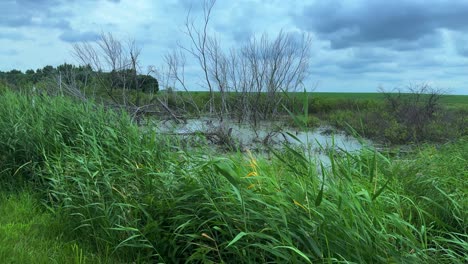 a serene marsh landscape depicting lush greenery and bare trees under a cloudy sky, showcasing the beauty of nature's contrast in a tranquil wetland setting