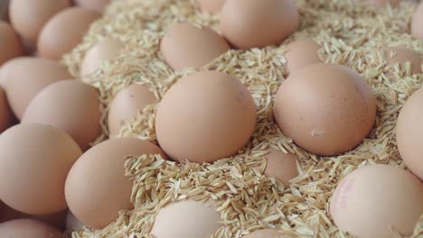 brown eggs in rice hulls