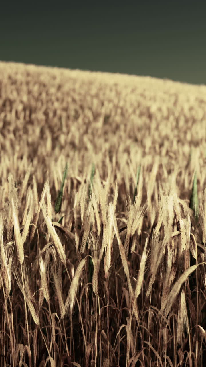 Campo de trigo dorado